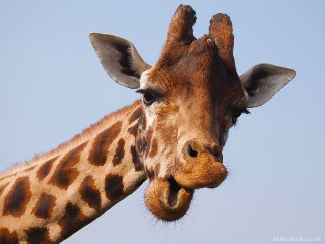 File:2011-04-22-giraffe1.jpg