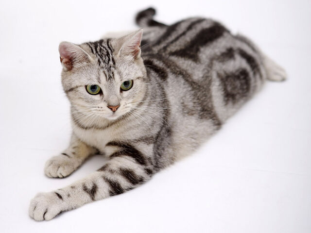 File:Cat.jpg