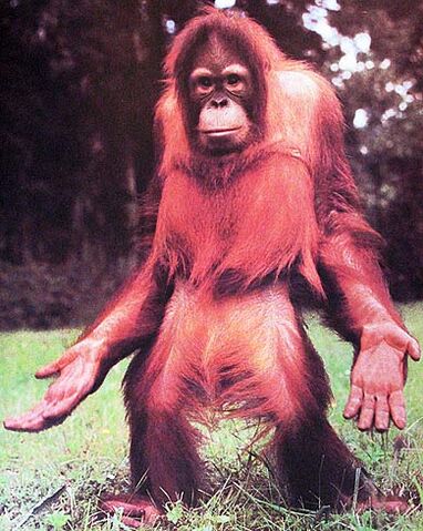File:Orangutan-open-hands.jpg