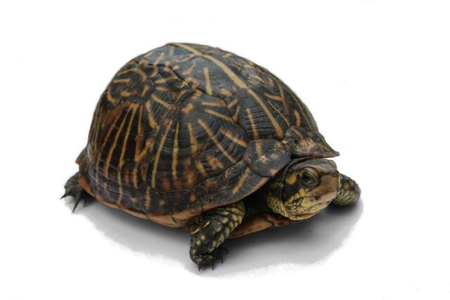 File:Florida Box Turtle.jpg