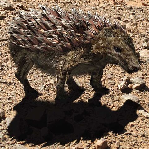 File:Desertrattleback-600px.jpg