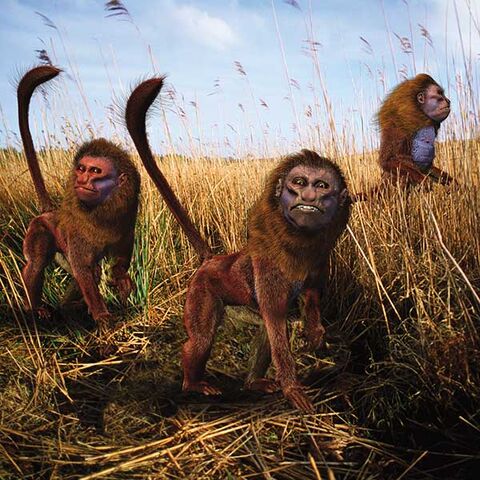 File:5m-babookaris-600px.jpg