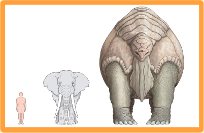 File:Feature toraton.jpg
