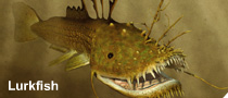 File:Lurkfish.png