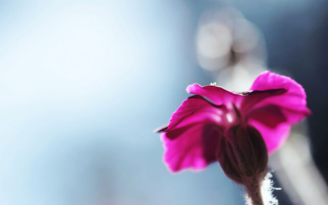 File:HDPackSuperiorWallpapers511 003.jpg