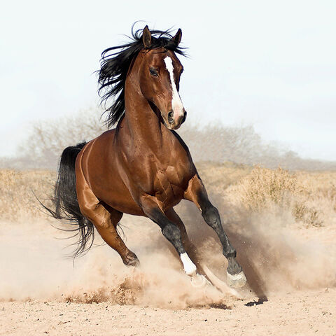 File:Beautiful-horses-horses-17306122-650-650.jpg