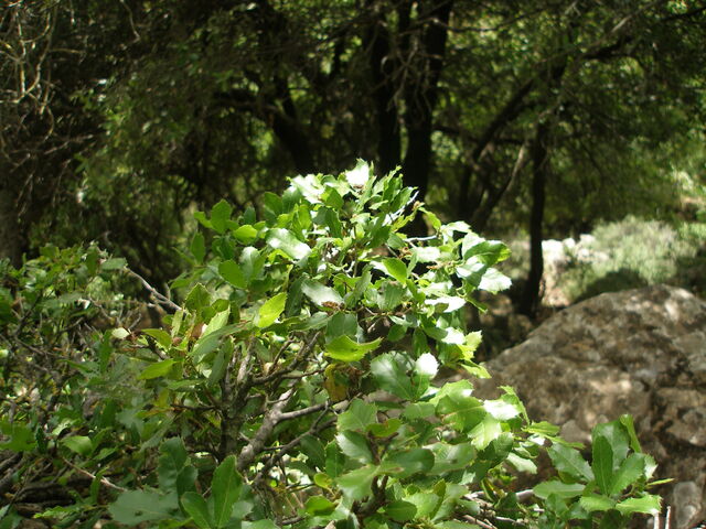 File:Mediterranean forests 1.jpg