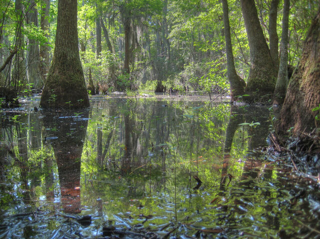 File:Swamp by Mike Love.jpg