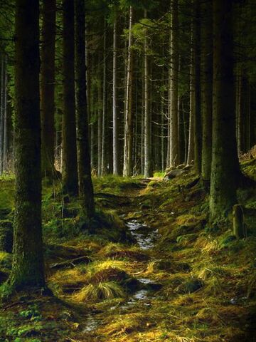 File:Kongsvinger-norway-trees 11912 600x450.jpg