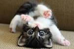 Images-4 mittens