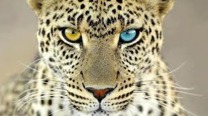 File:Cheetah.jpg