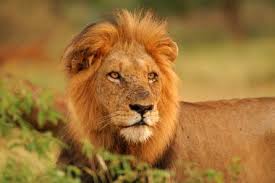 File:African Wildlife.jpg