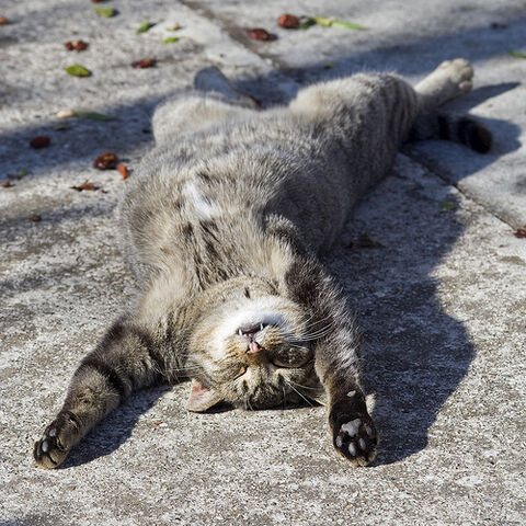File:Sleeping.jpg