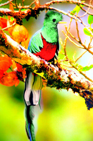 File:Quetzal Mutt.jpg
