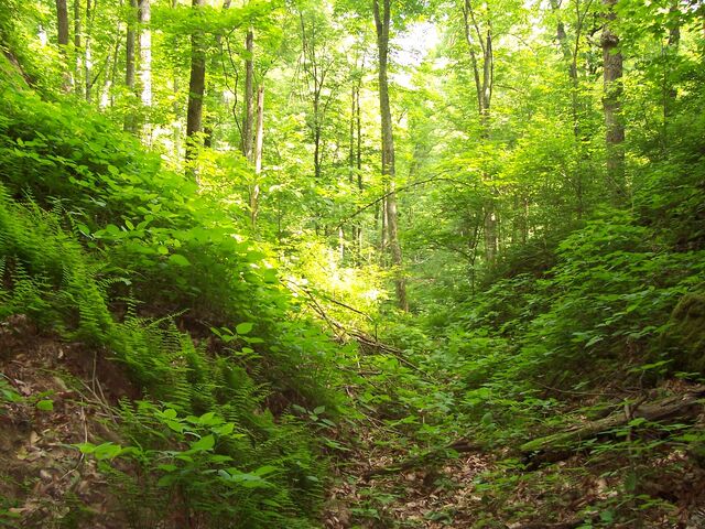 File:TygartsStateForest.jpg