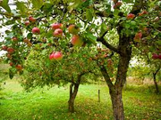 Apple Trees