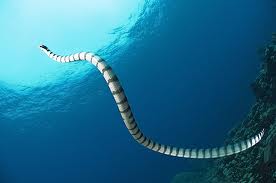 File:Sea snake.jpg