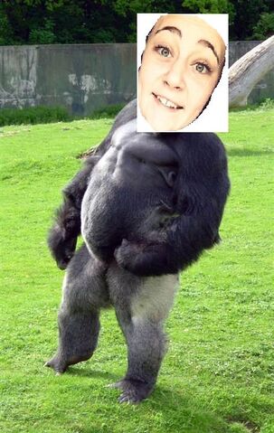 File:Gorilla2.jpg