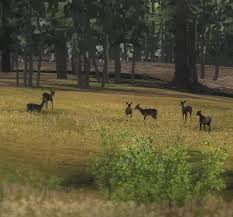 Live muledeer doe 004.jpg