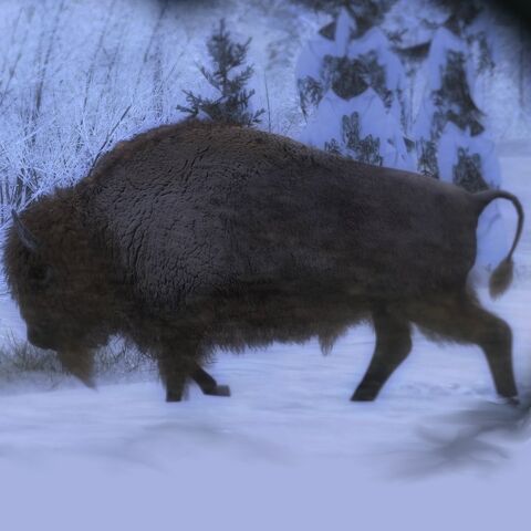 Datei:Bison leucistic.jpg