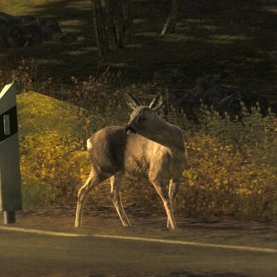 Roe Deer8.jpg