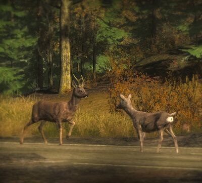 Roe Deer7.jpg