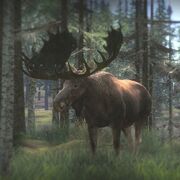 Moose2.jpg