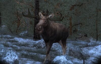 Moose 07.jpg