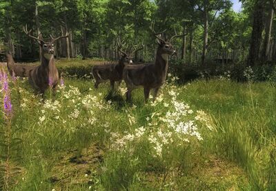 Whitetail01.jpg