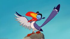 Zazu onrock