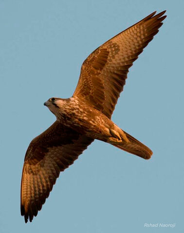 File:Laggar Falcon.jpg