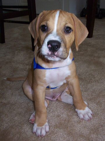 File:Pup.jpg