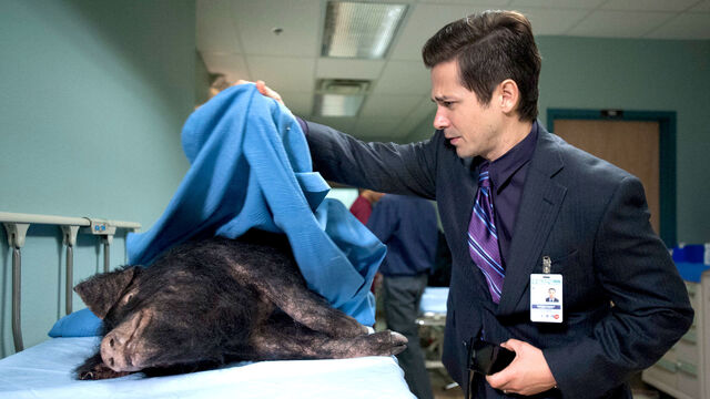 File:Hog Wild.jpg