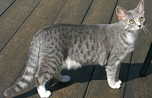 Blue-spotted
