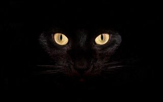 Black-cat-desktop-backgrounds-Wallpaper