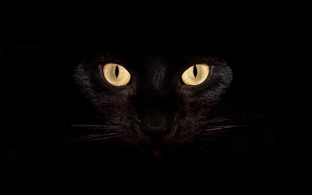File:Black-cat-desktop-backgrounds-Wallpaper.jpg