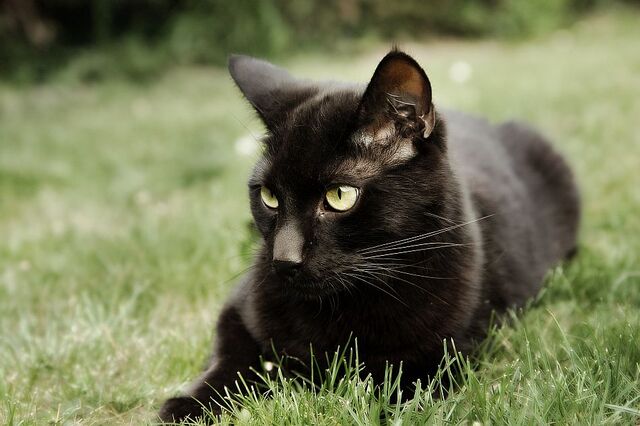 File:Black-Cat-Pictures-7.jpg