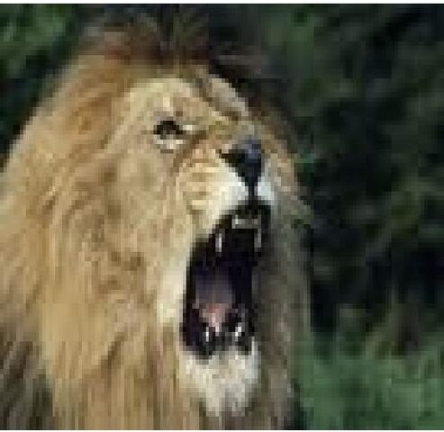 File:Lion of death.jpg