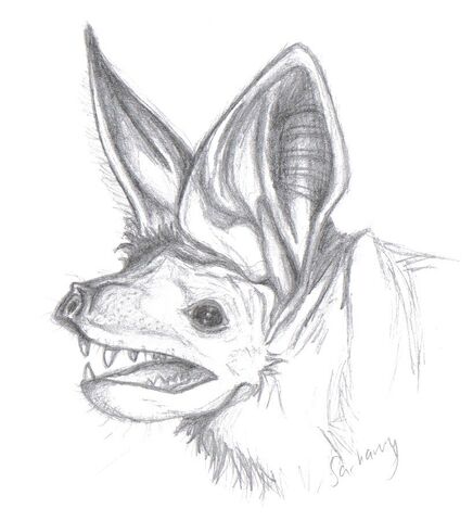 File:Bat.jpg