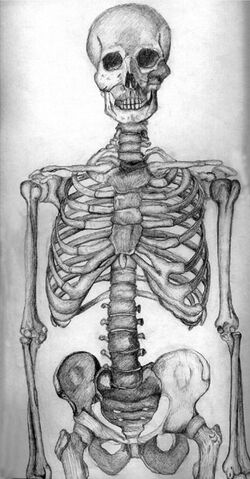 File:Skeleton.jpg