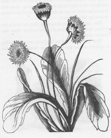 File:Dandelion.jpg