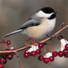 Chickadee-wintershot.thumbnail