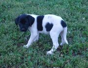 Dog2