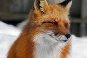 Mara