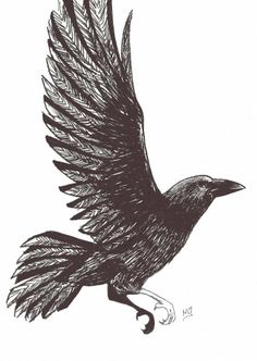 File:Raven pic (Kraar).jpg