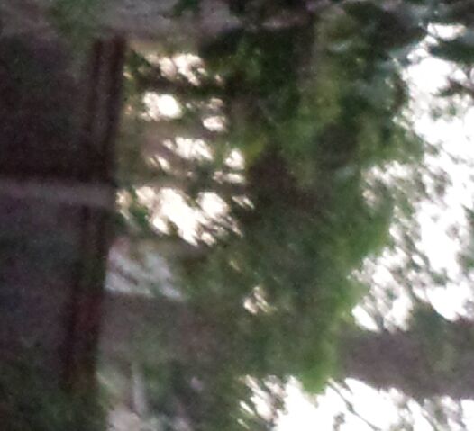 File:Slendy in backyard.jpg