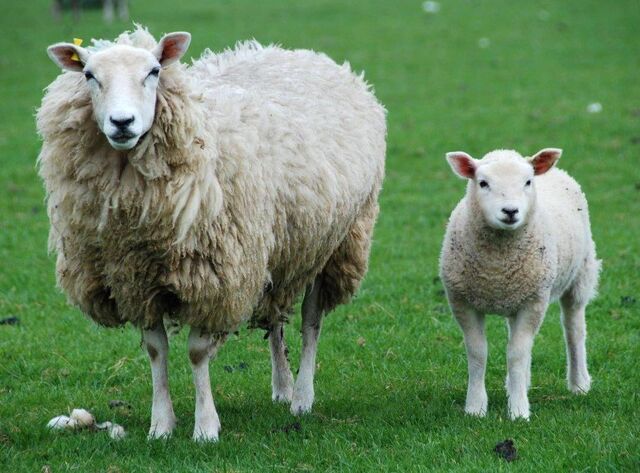 File:Sheep.jpg