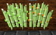 Stickreed
