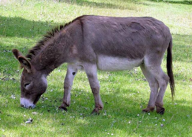 File:Donkey 1 arp 750px.jpg