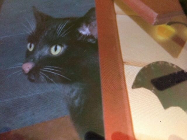 File:Blackkittenwonderpets.jpg